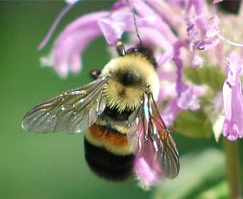 Photo by Johanna James-Heinz Bumblebee by Johanna James-Heinz